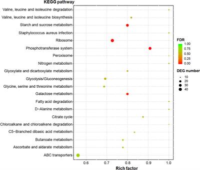 Exogenous glycogen utilization effects the transcriptome and pathogenicity of Streptococcus suis serotype 2